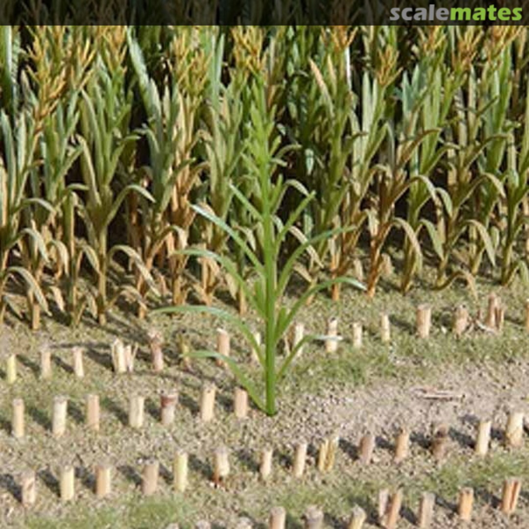 Boxart Maize Corn Plants Brown 23288 Juweela